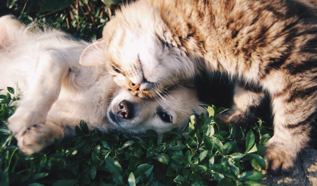 animaux de compagnie et animaux